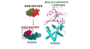 약학대학 김동영 교수팀, ‘생체시계 조절단백질 복합체 구조’ 규명